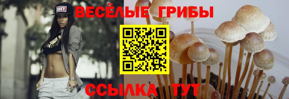 Псилоцибиновые грибы Psilocybine cubensis  Вход с VPN  Псилоцибиновые грибы мухоморы  купить наркотики сайты  Заводоуковск 